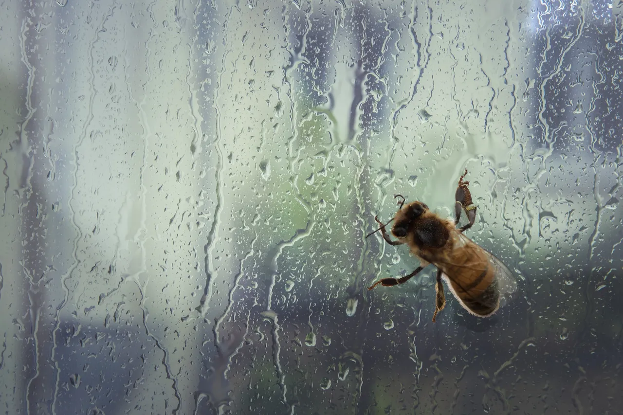 honeybee-gaf386d2b6_1920.jpg