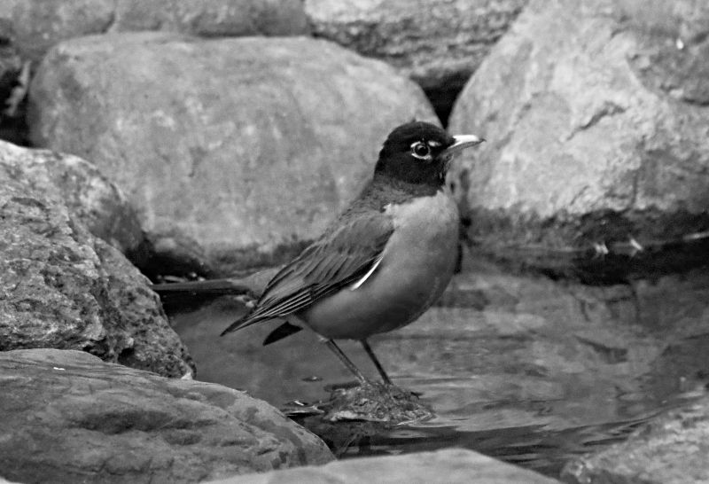 monomad-monday-bnw-rpbin.jpg