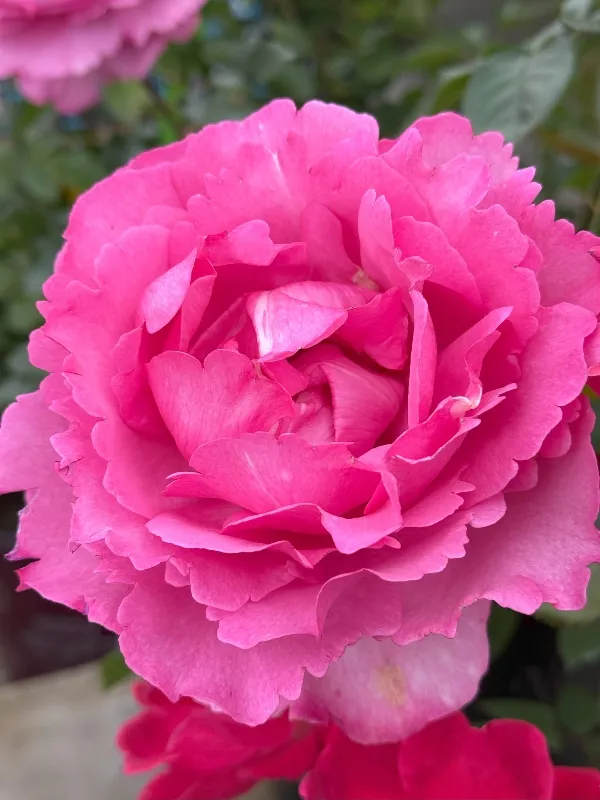 hivegarden-flowers-rose-.jpg