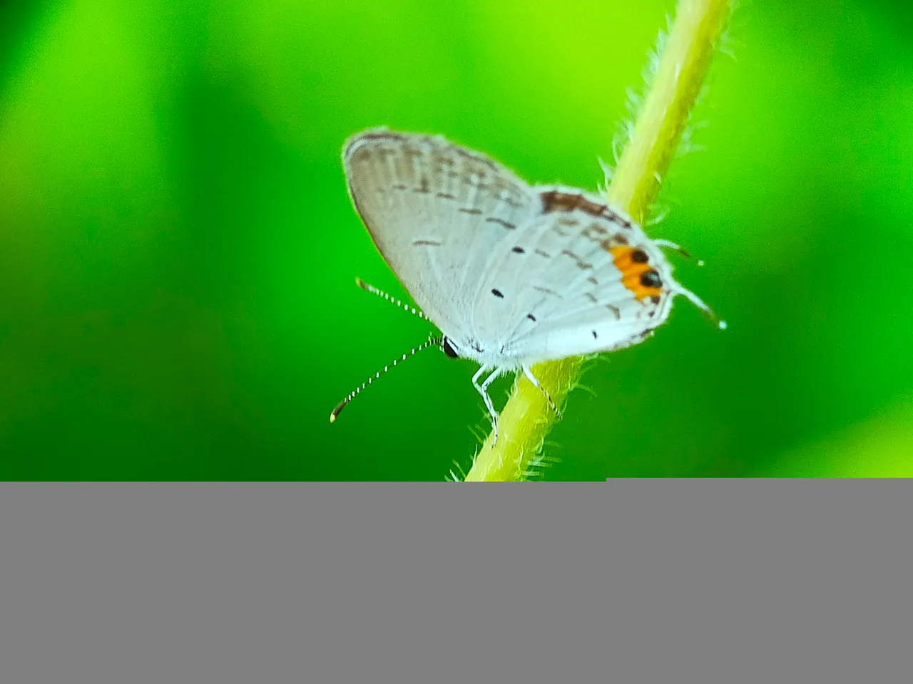 Little Butterfly (2).jpg