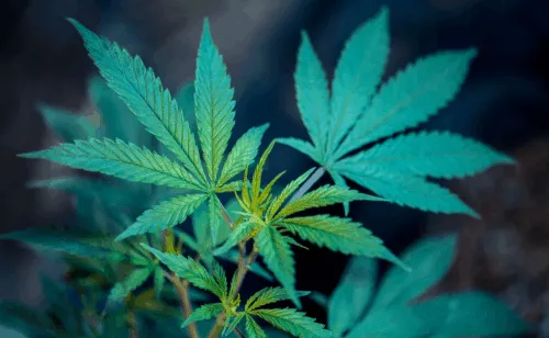 marijuana_leaf_1-500x308.png