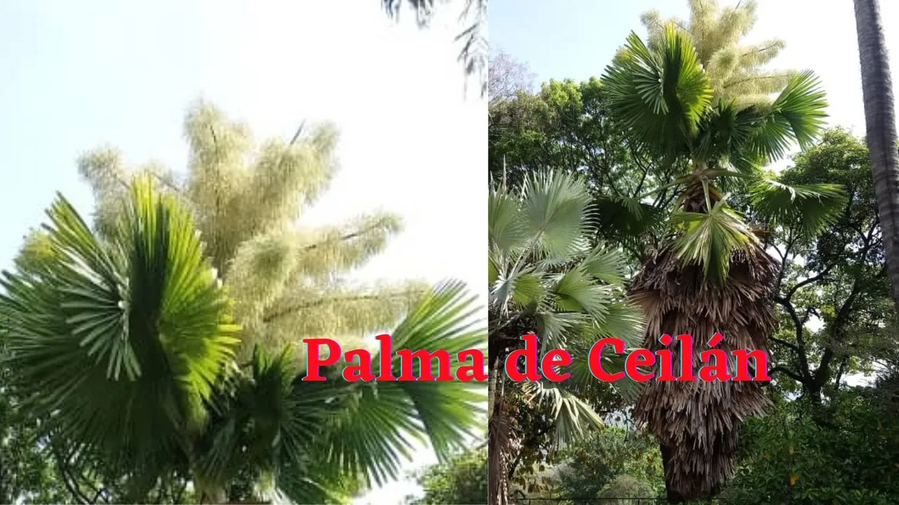Palma de Ceilán.jpg
