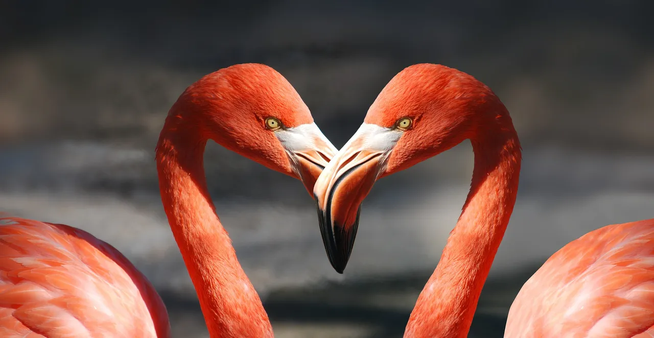 flamingo-g45fdbd179_1920.jpg
