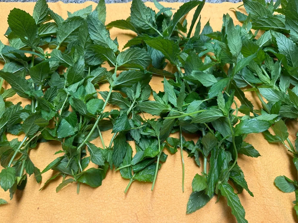foodiesbeehive-spearmint.jpg