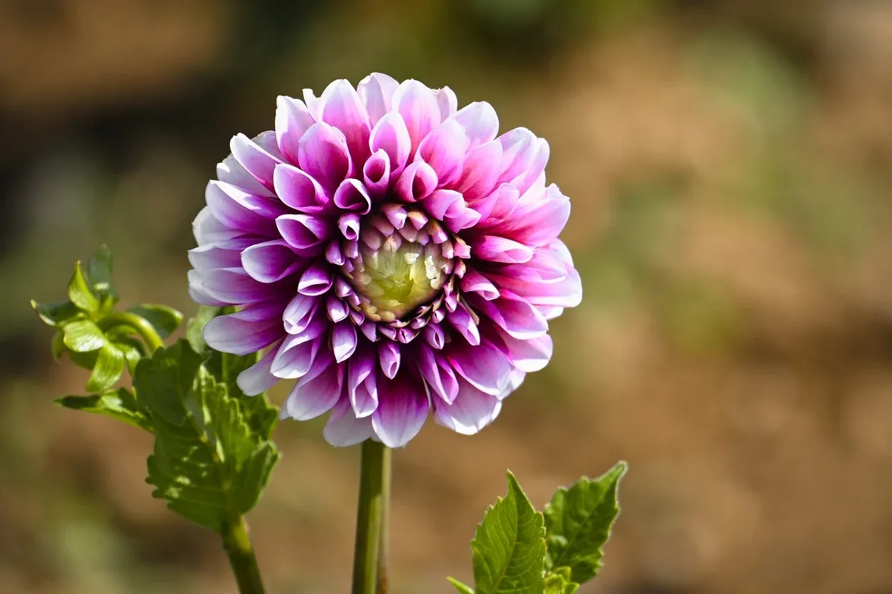 dahlia-9728231_1280.webp.jpg