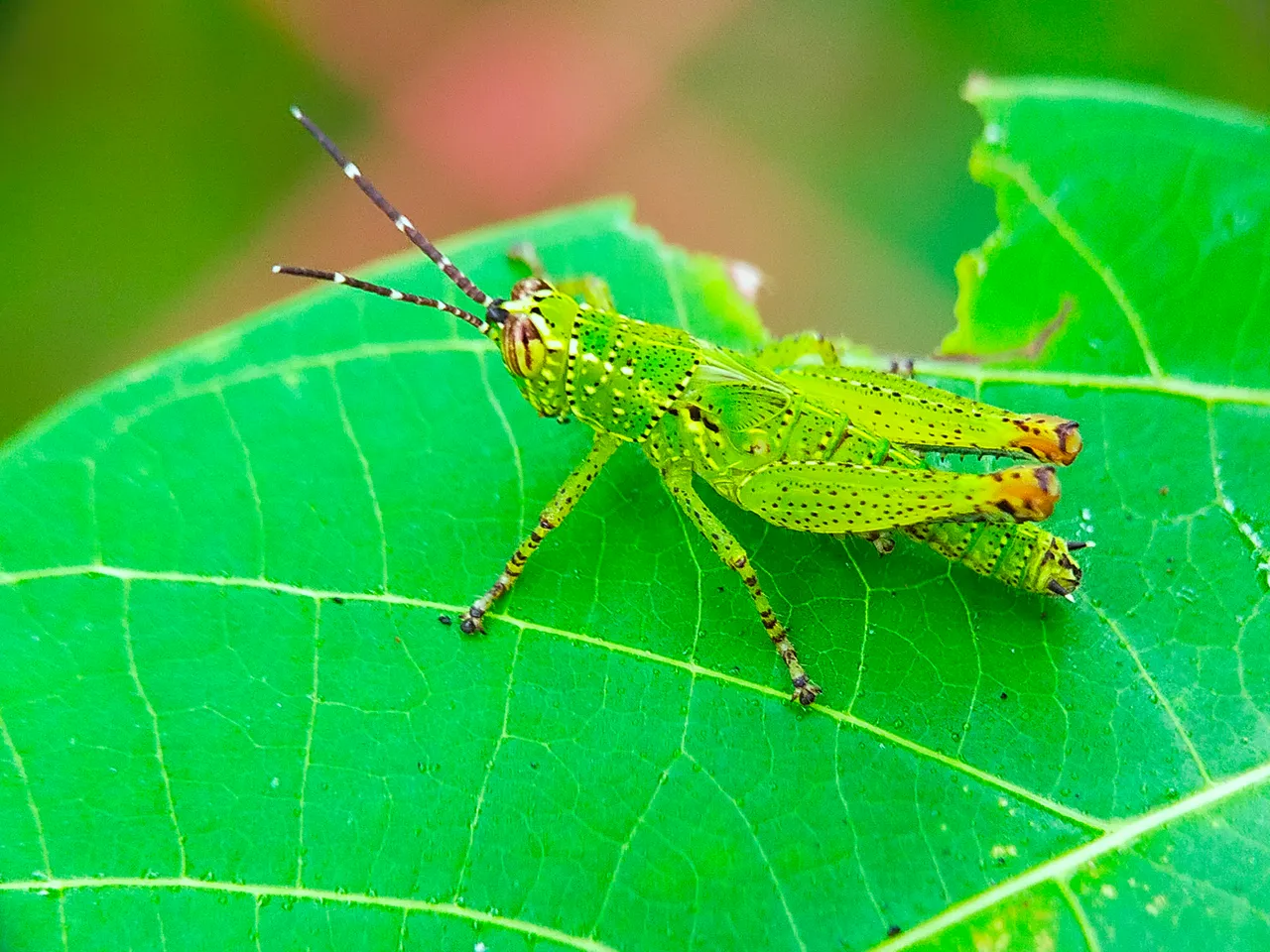 Rice Grasshopper (5).jpg