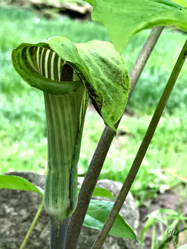 jack in the pulpet.jpg