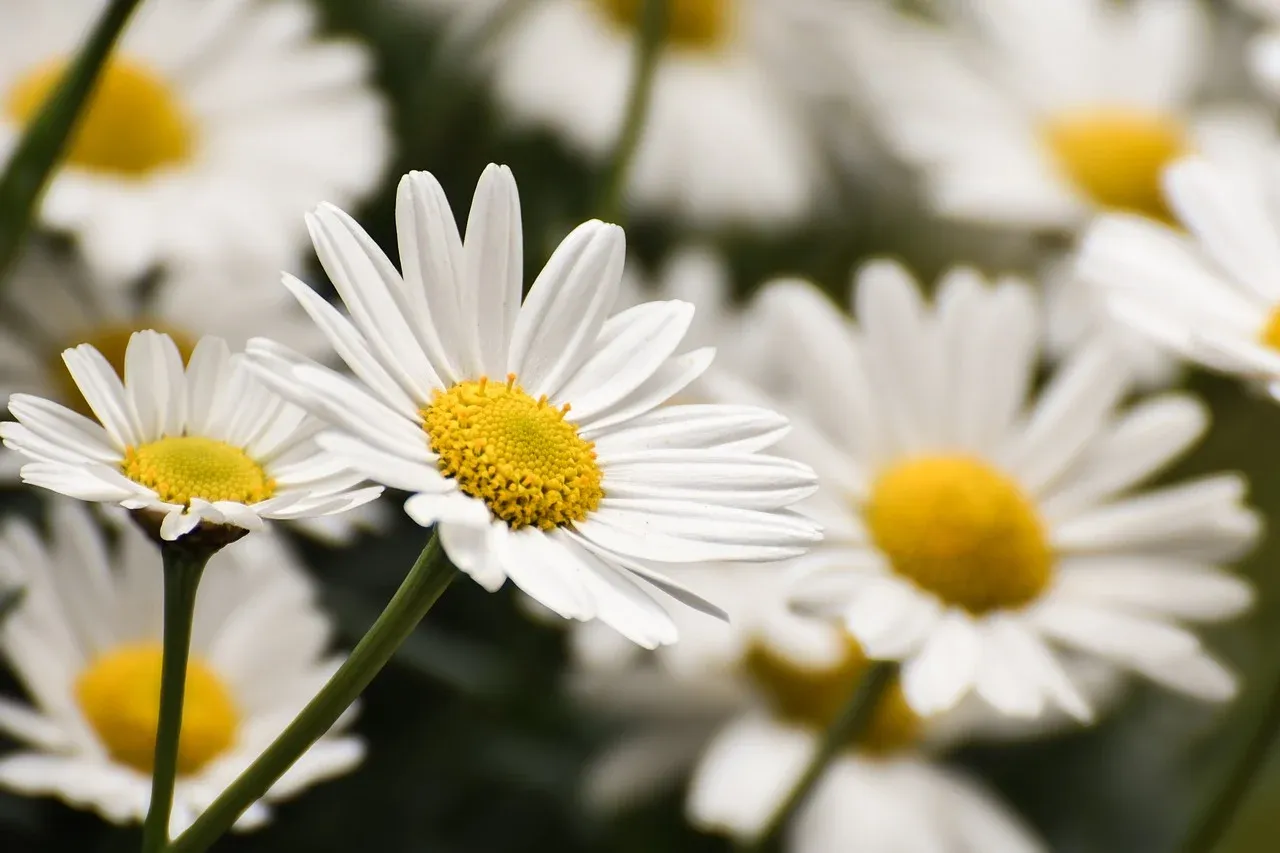 flower-9605762_1280.webp.jpg
