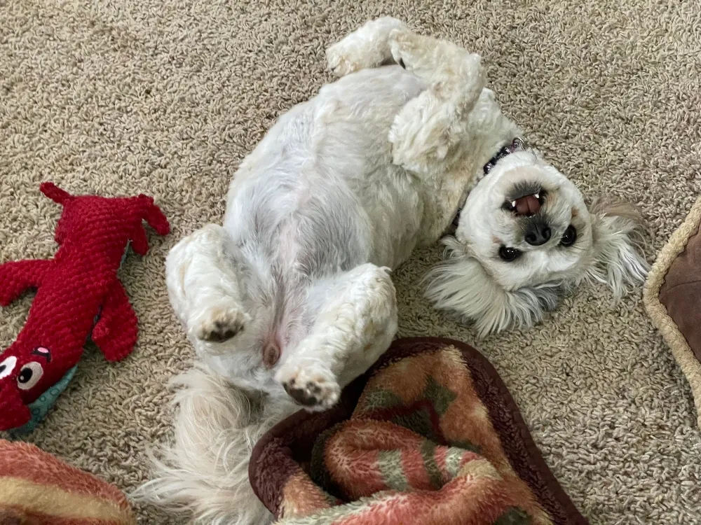 dpet-photography-puppy-1.jpg