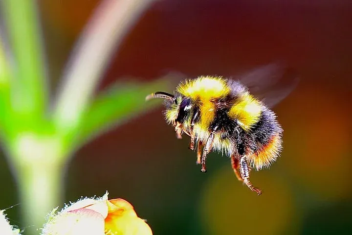 bumble-bee-2361336__480.webp