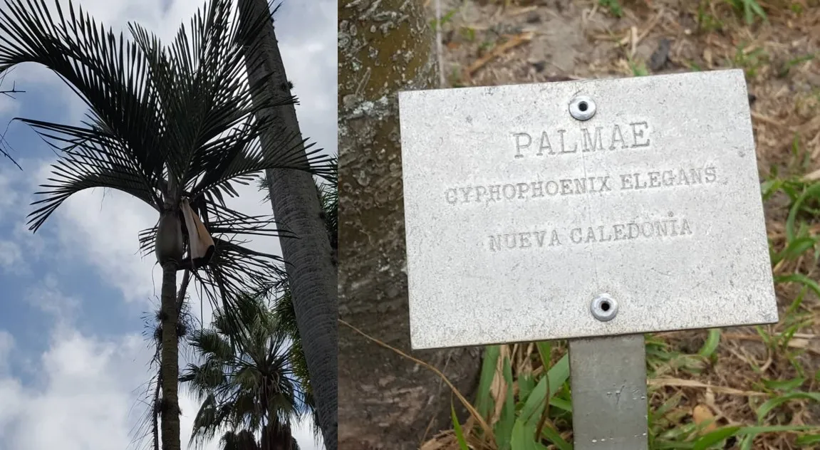 palma e identificación .jpg