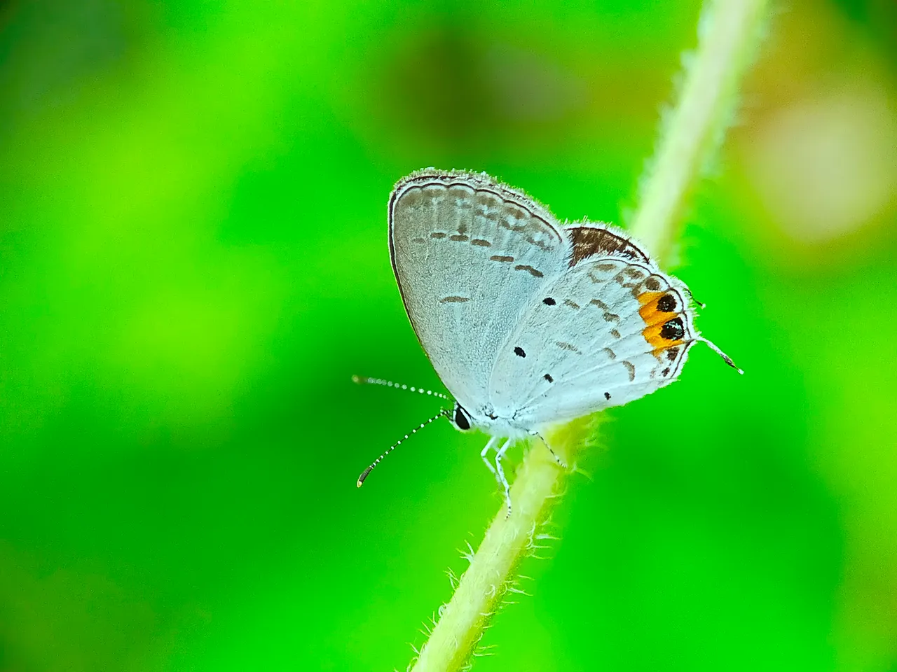 Little Butterfly (8).jpg