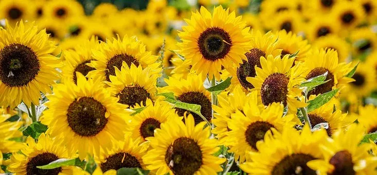 sunflowers-3792914__340.webp