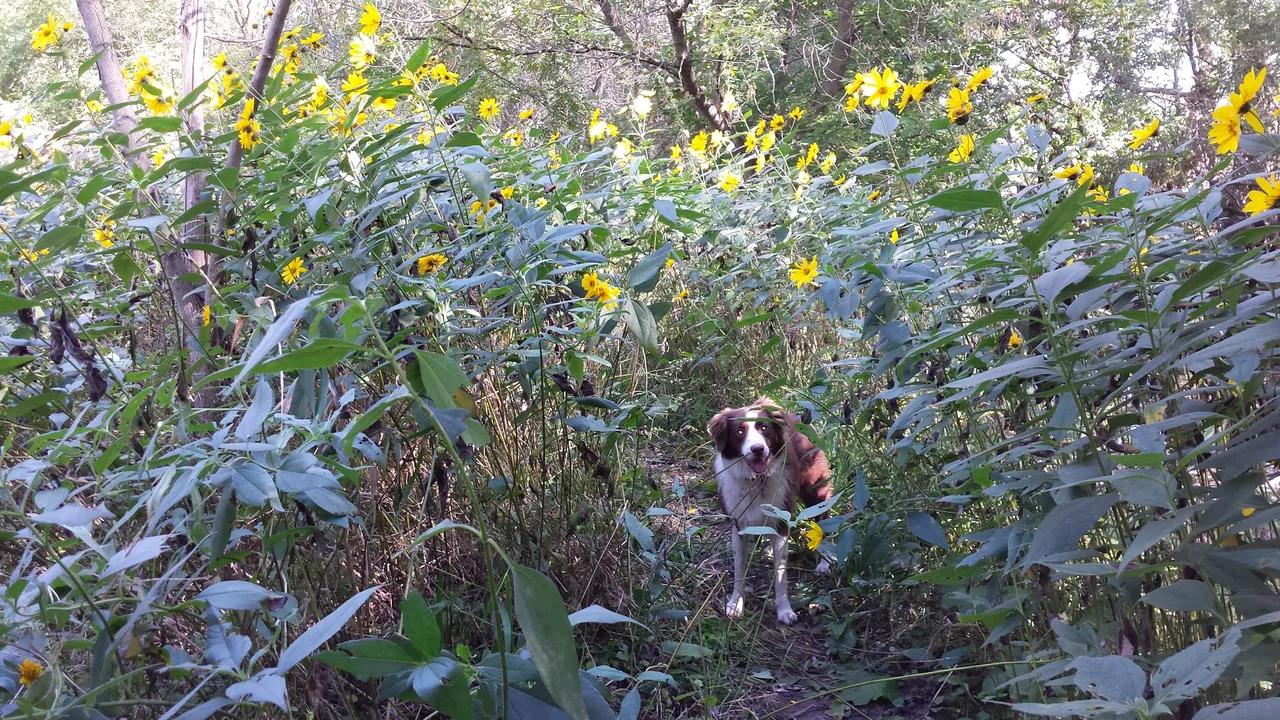 Sammy Enjoy a walk.jpg