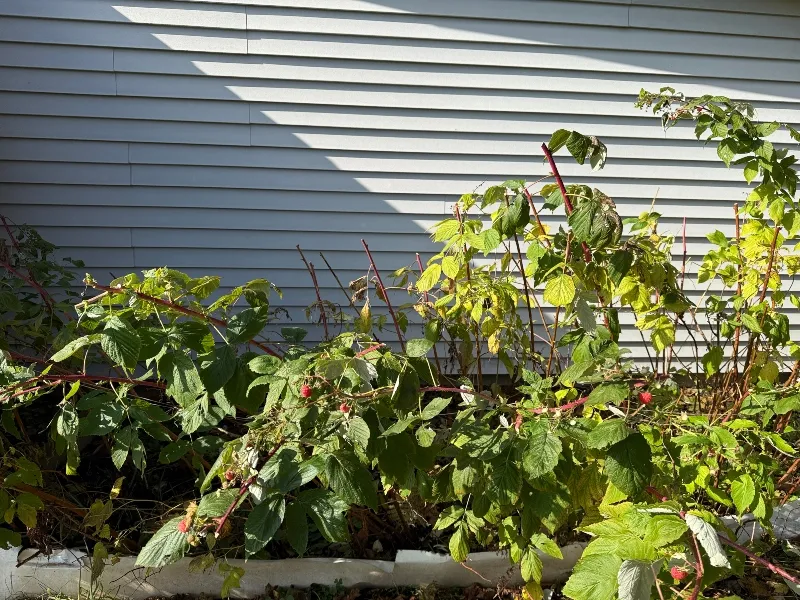 hivegarden-raspberries-2.jpg