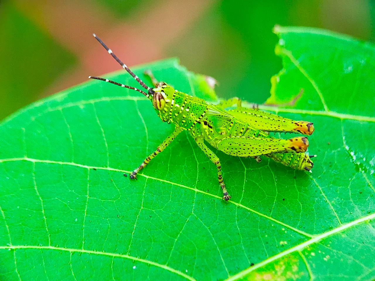 Rice Grasshopper (3).jpg