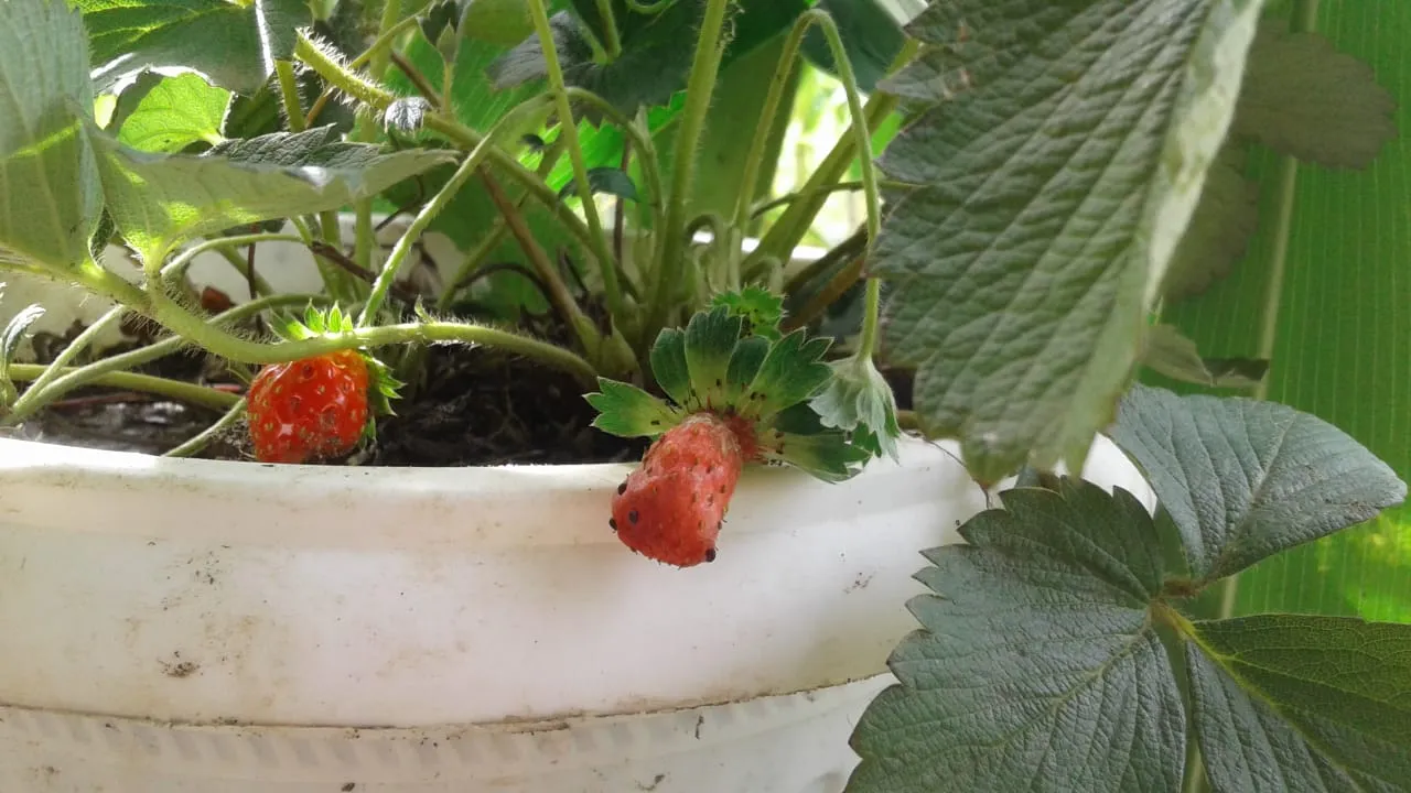 strawberry hidroponics.jpg