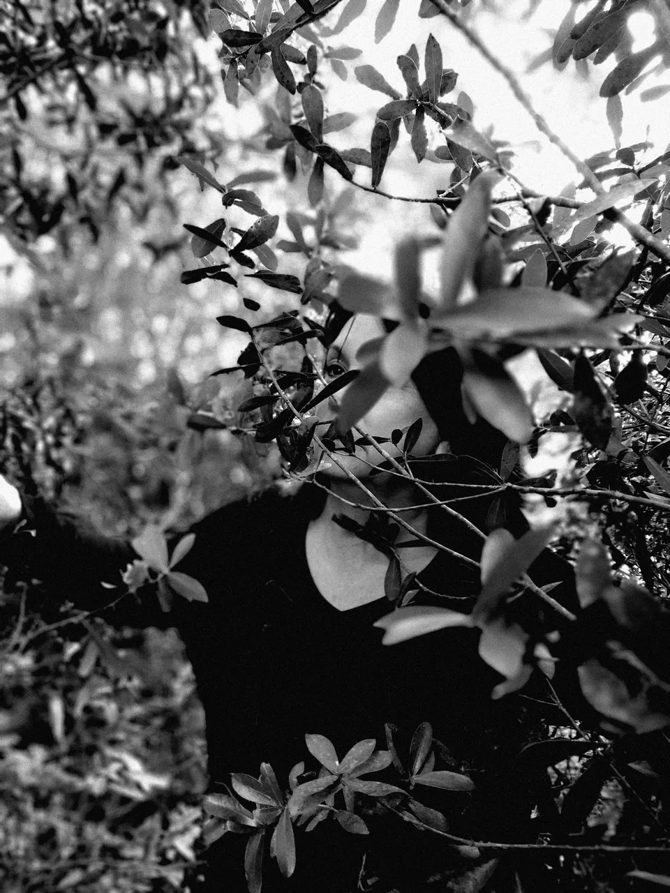 malu in the bushes.JPG