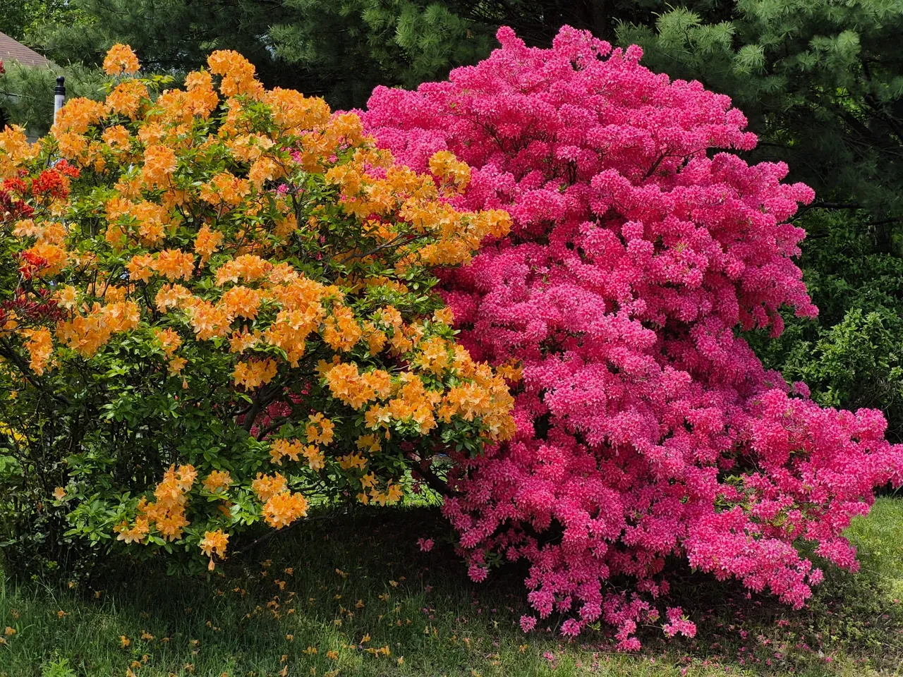 rhododendron-bridgewater.jpg