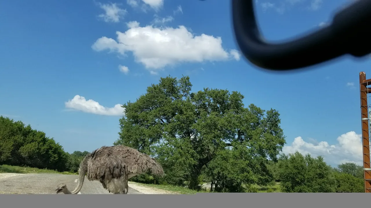 Ostrich on our way.jpg