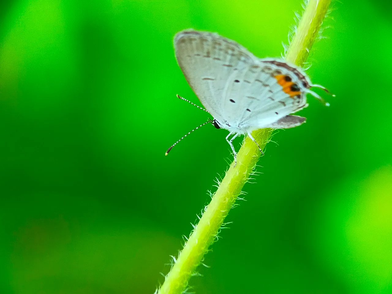 Little Butterfly (1).jpg