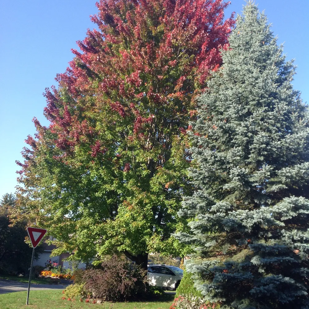red tinge on maple.JPG