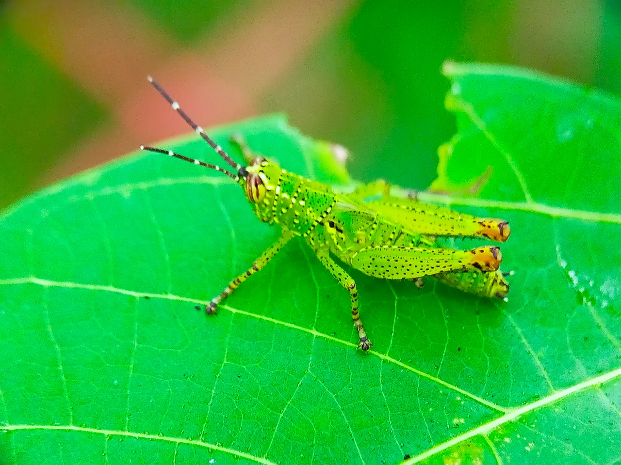 Rice Grasshopper (2).jpg