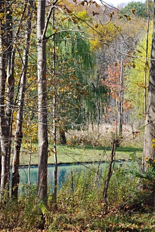 amazing-nature-fall-pond.jpg