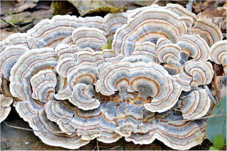 Turkey Tail Mushroom.png