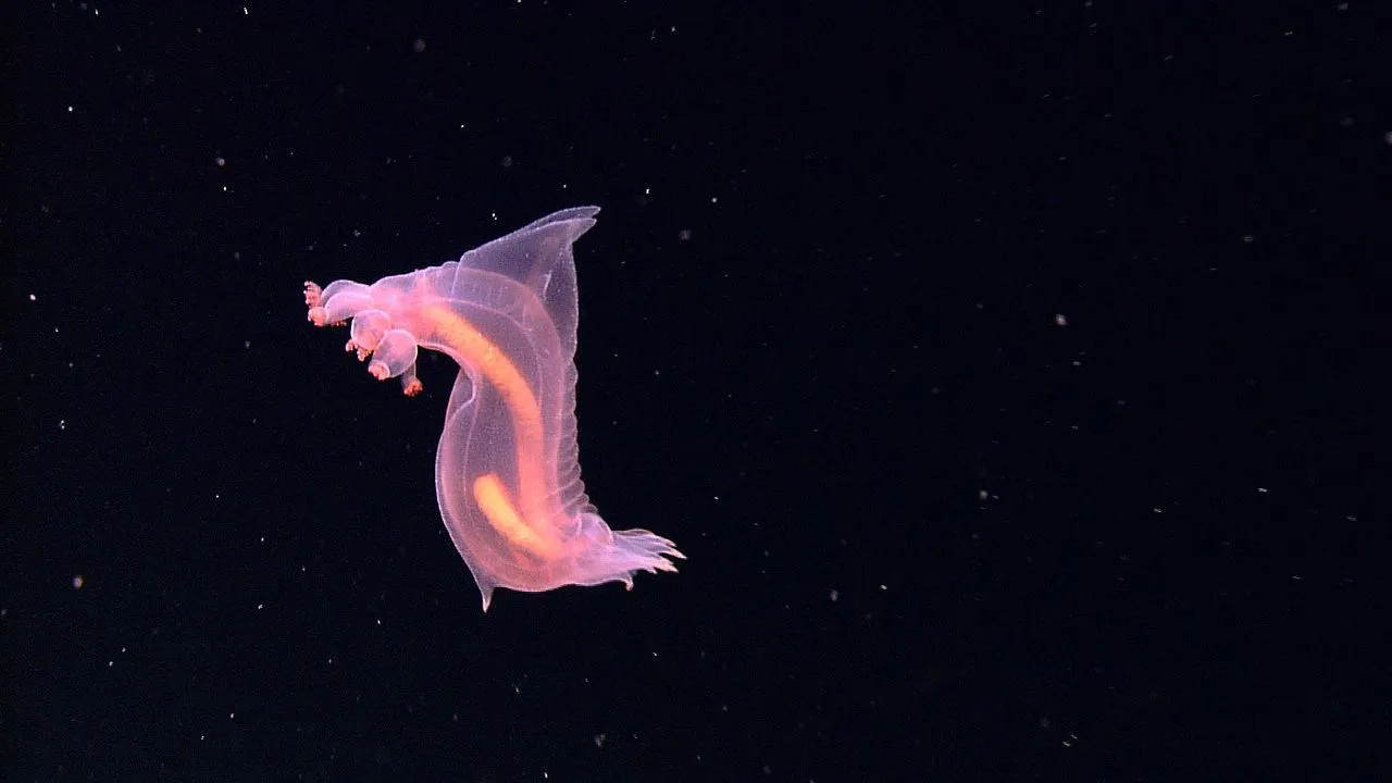 Enypniastes_sp_Indonesia.jpg