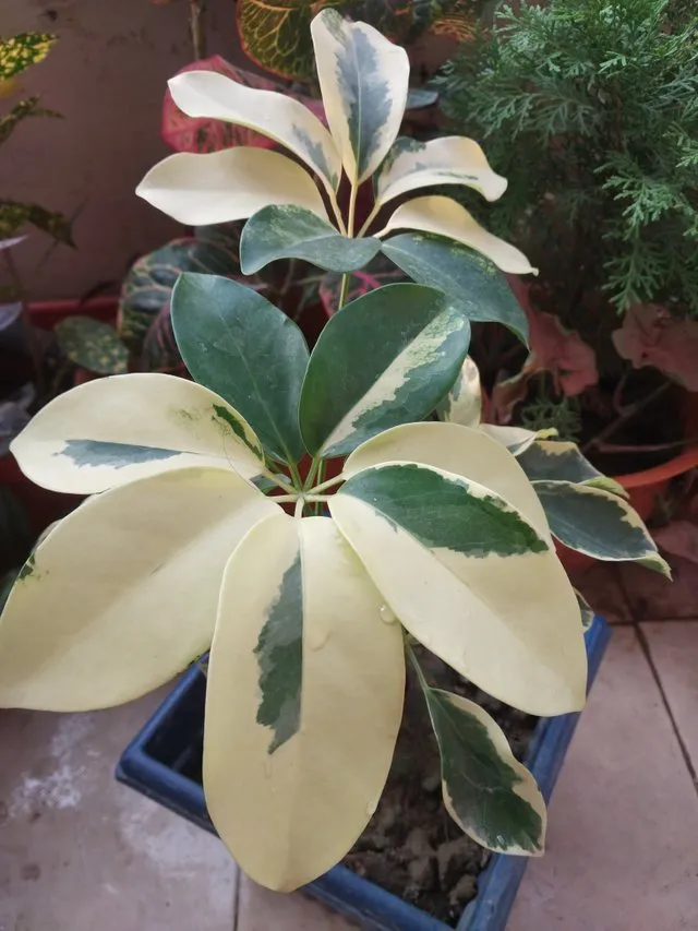 Starlight Ficus flower 2.jpg