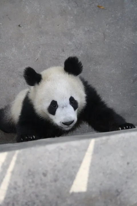 -One of the 3 known Pandas