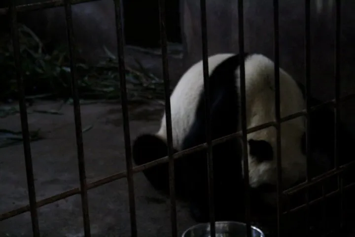 One of the hidden Panda Bears.