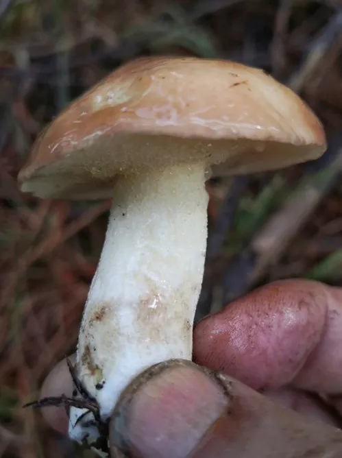 Pale yellow, granular stem, weeping clear fluid from the cap.