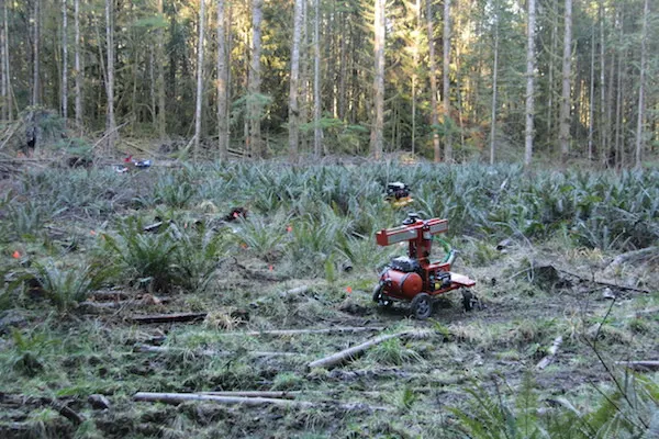 treerover2.jpg