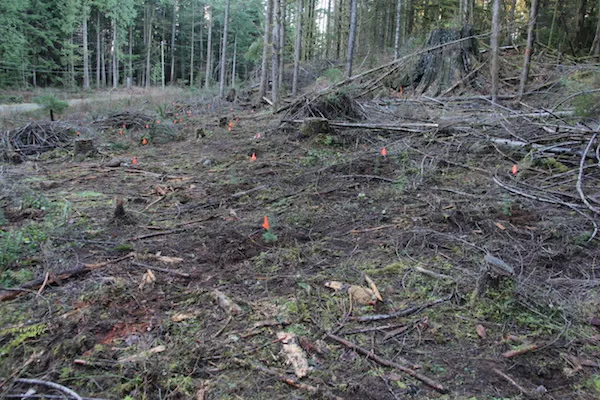 treerover3.jpg