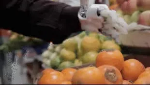 giphy.mp4