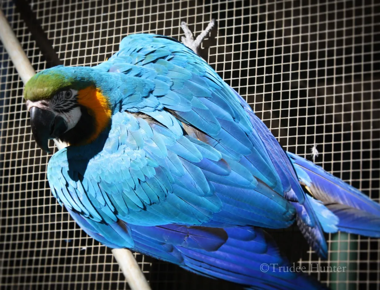 WM energetic macaws.jpg