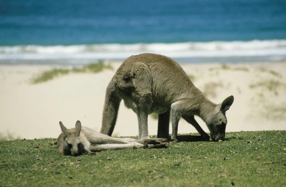 kangaroo-246777_960_720.jpg