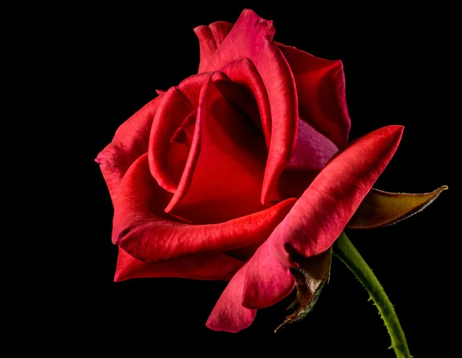 red-rose-320868_960_720.jpg