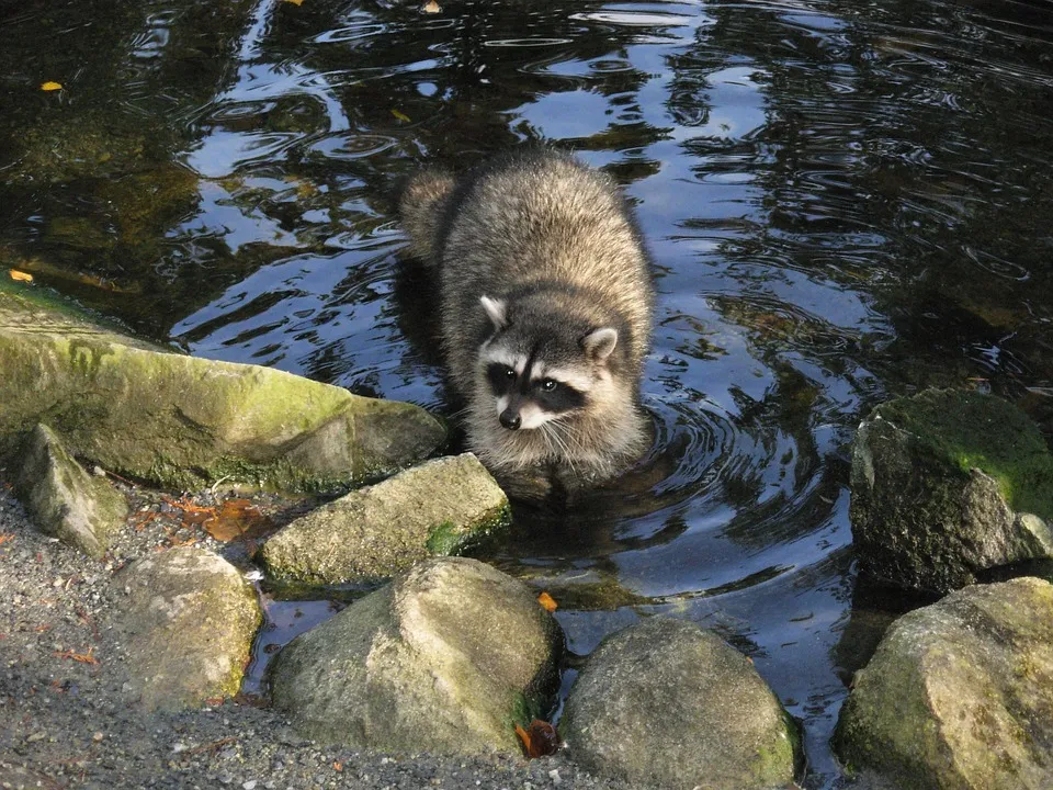 raccoon-2087483_960_720.jpg