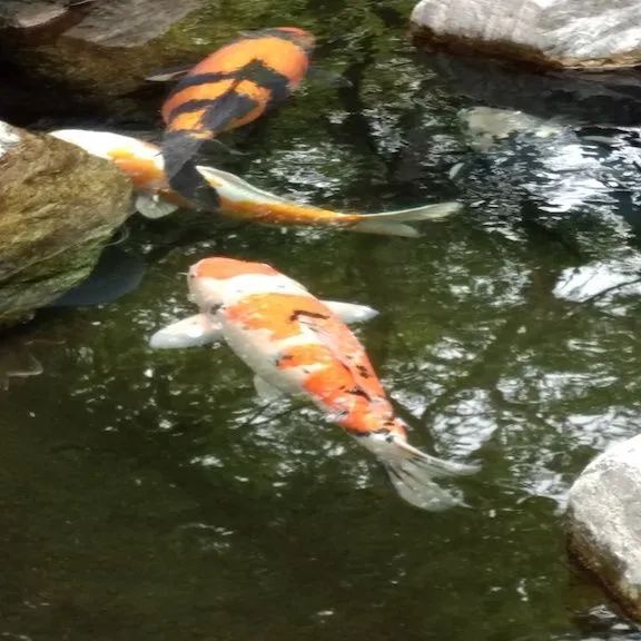 Japanese Garden Koi.jpg