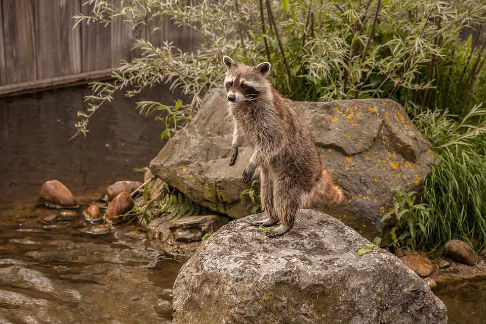 raccoon-2539997_960_720.jpg