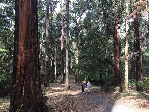 dandy ranges forest.jpg