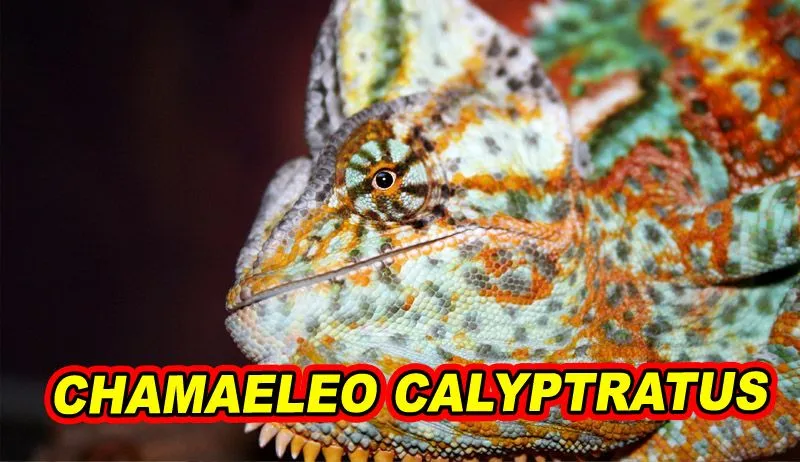 Chamaeleo calyptratus.jpg