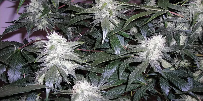 white widow flowers.jpg