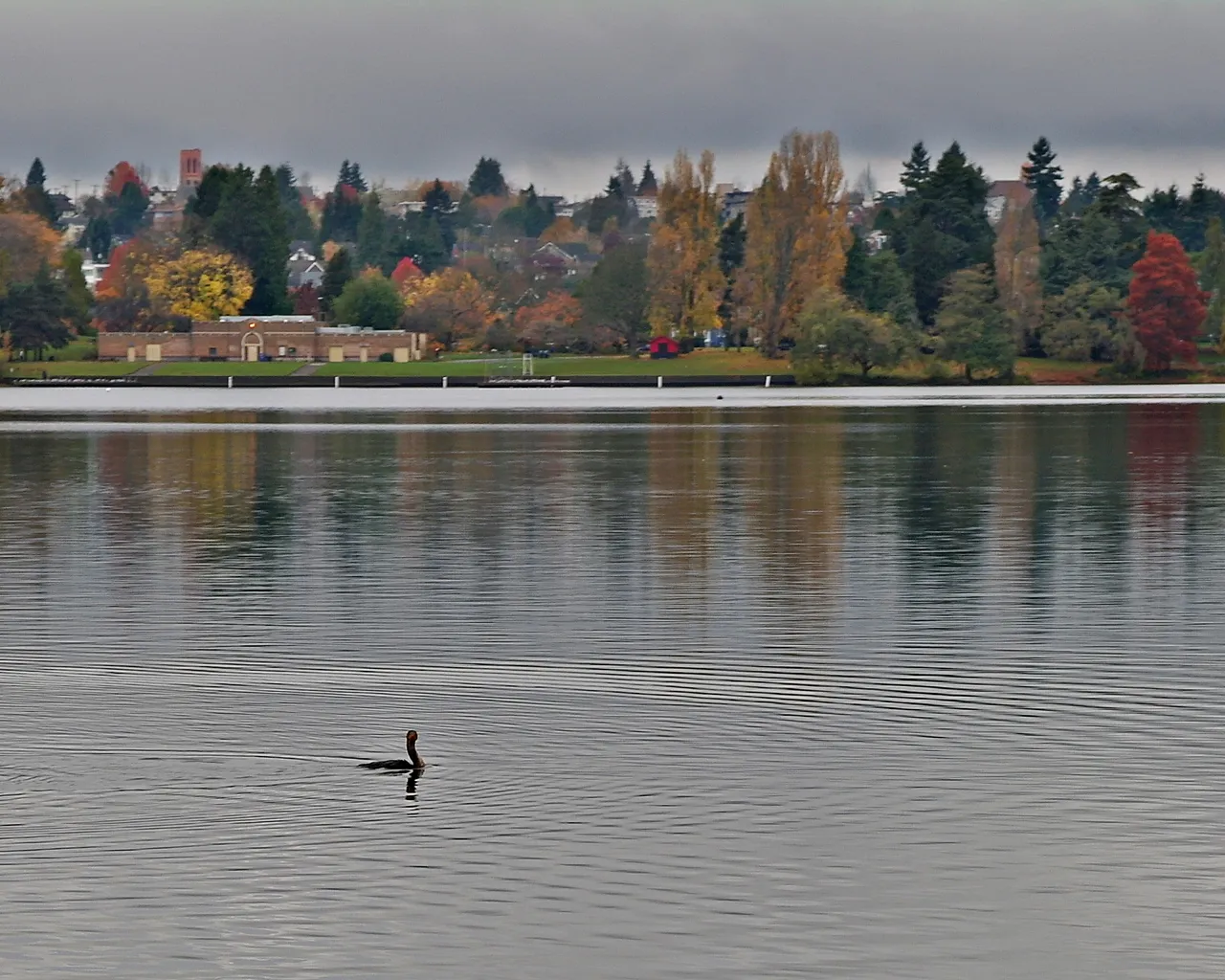 GreenLakeCormorant_1868.JPG