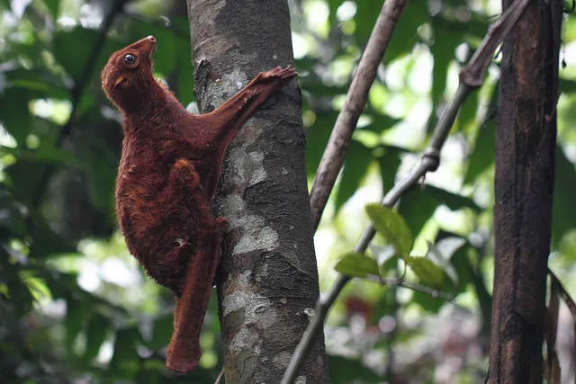 Philippine-Flying-Lemur.jpg