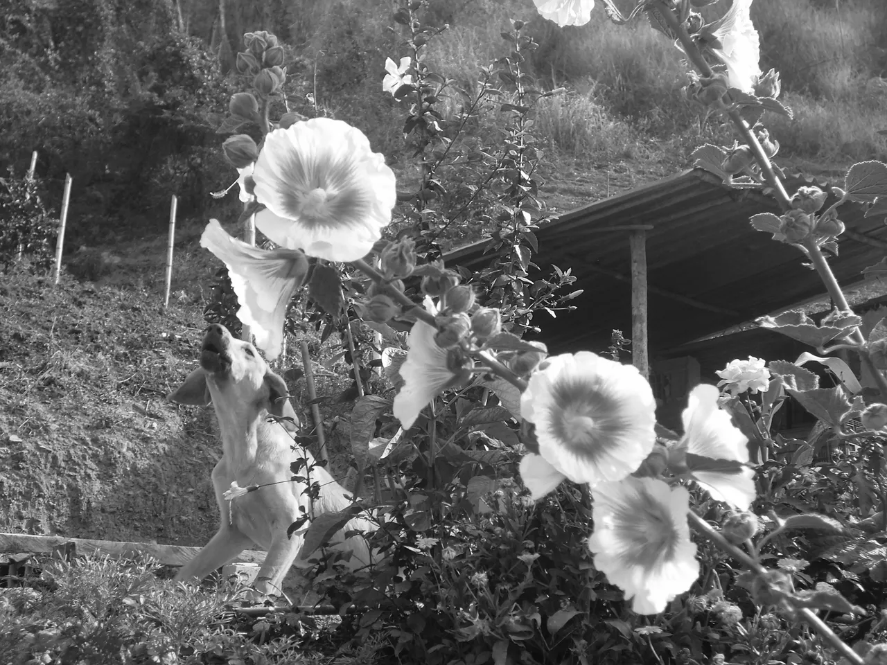 Blackandwhite Steemit.jpg