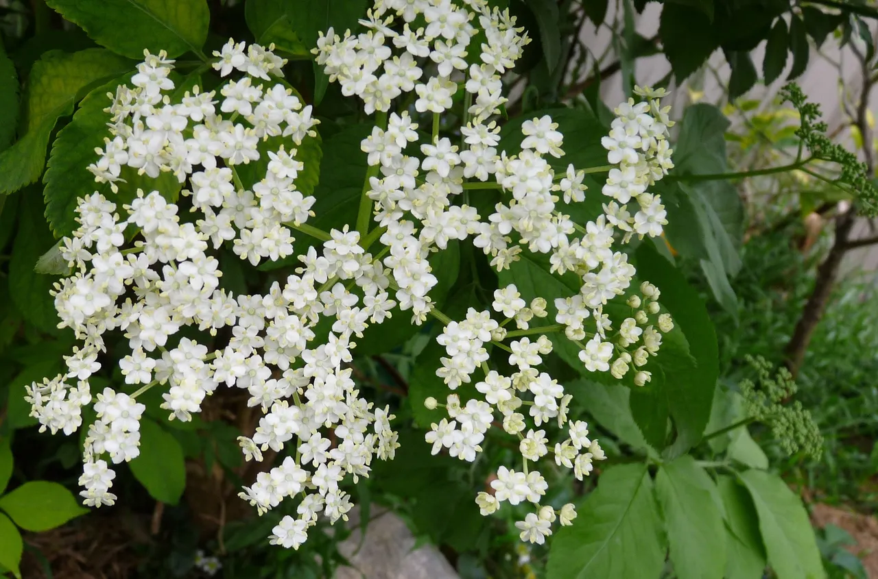 elderberry-2892862_1920.jpg